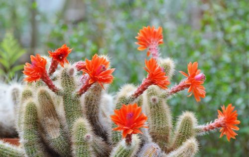 cactus spur flowers