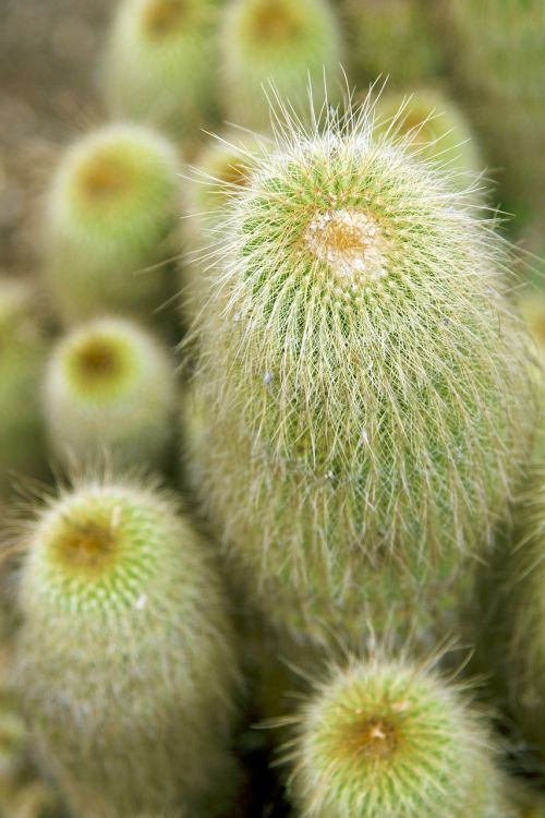 cactus cacti green