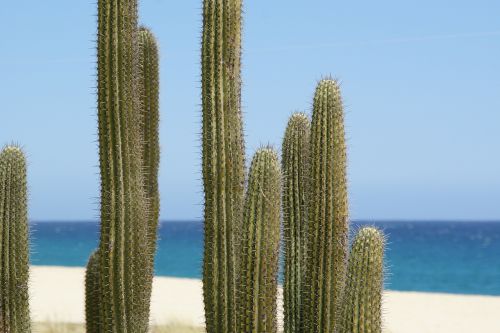 cactus cacti cactuses