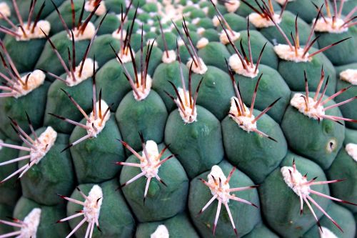 cactus spur ball cactus