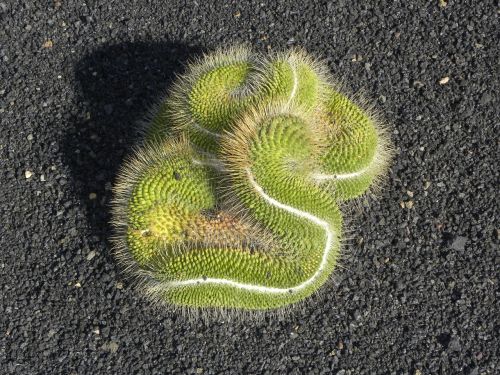 cactus flora garden