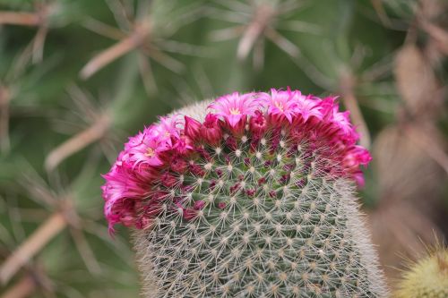 cactus thorn flowers