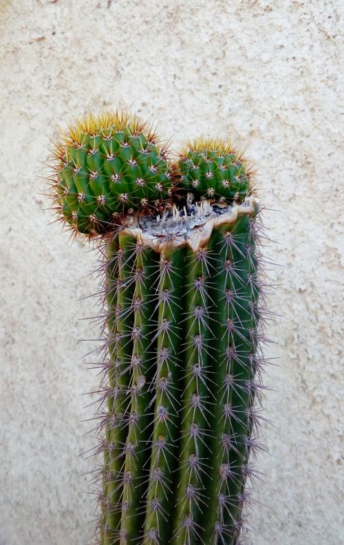 cactus thorns arid