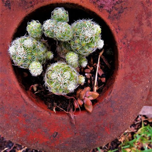 cactus potted green