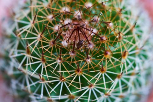 cactus dea needle