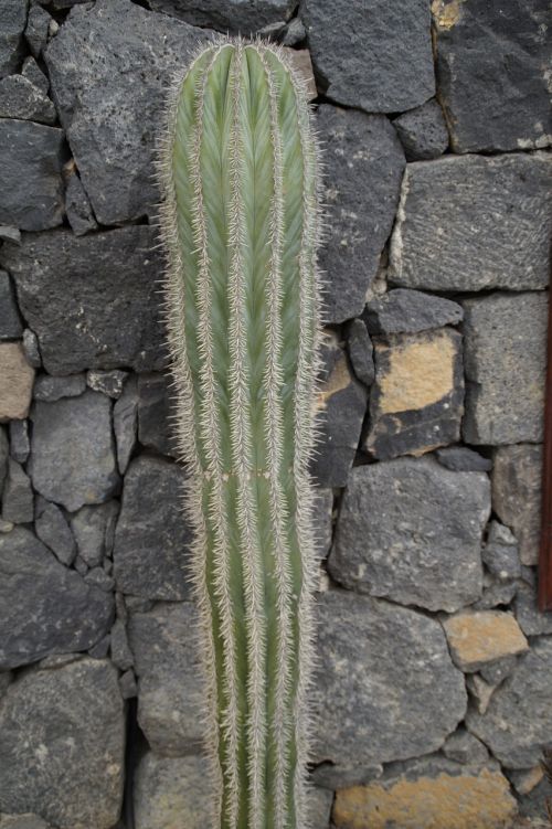 cactus wall front yard