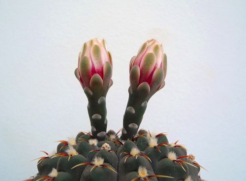 cactus cactus flower flower