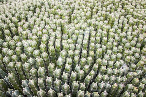 cactus green garden