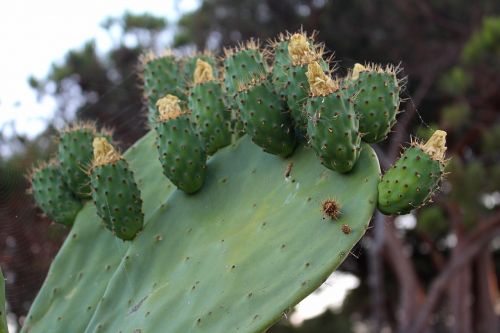 cactus plant spur