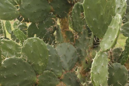 cactus mexico regional