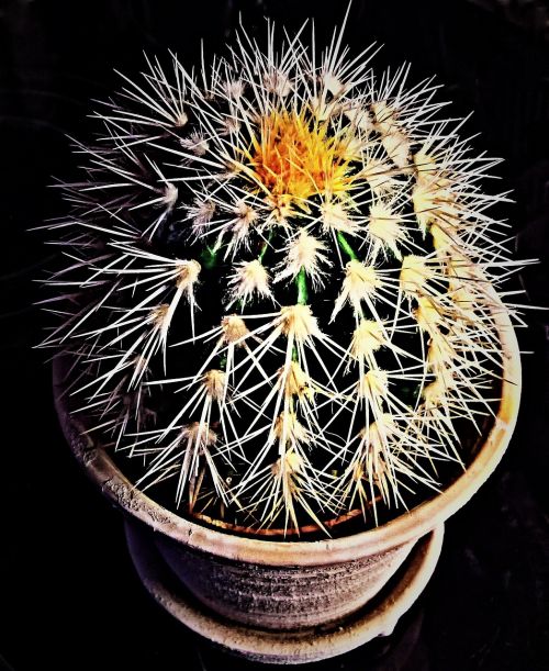 cactus plant ball cactus