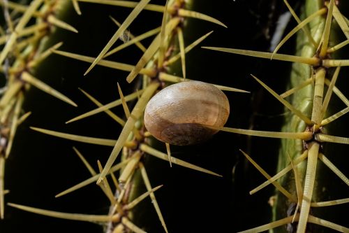 cactus thorn shell