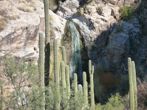 cactus tucson arizona
