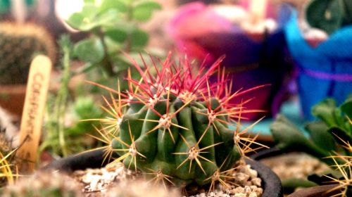 cactus mexico thorns