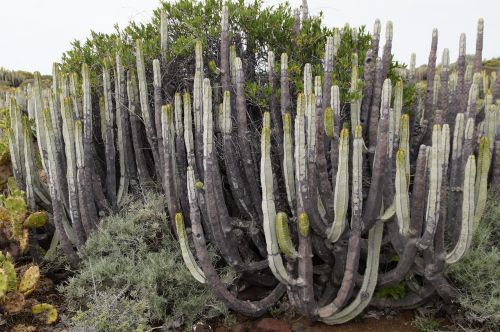 cactus succulents spurge