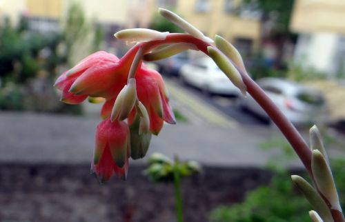 cactus macro flower