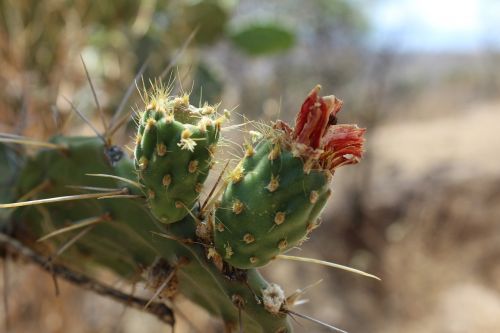 cactus wild thorns