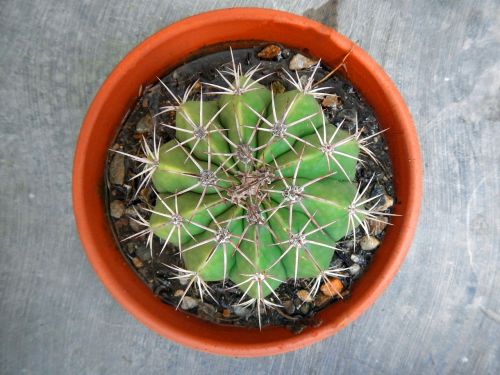 cactus plant desert