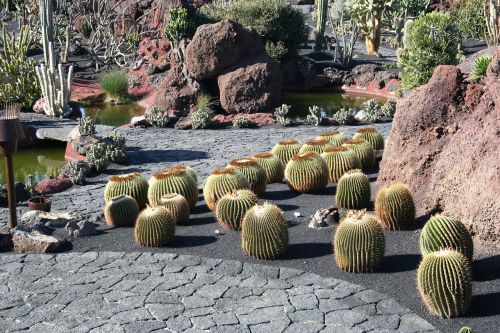 cactus lanzarote museum