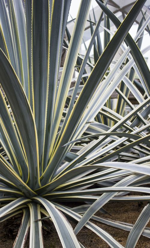 cactus succulent plant