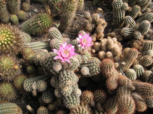 cactus flower thorns