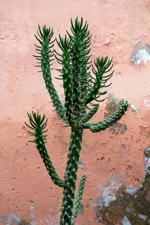 cactus plant prickly