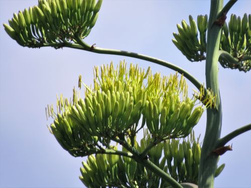 cactus century plant blooms