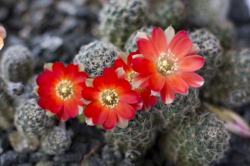 cactus flower rebutia