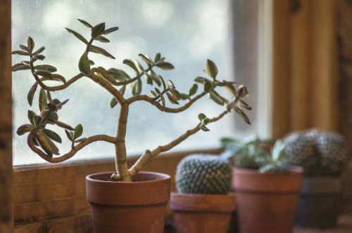 cactus window kitchen