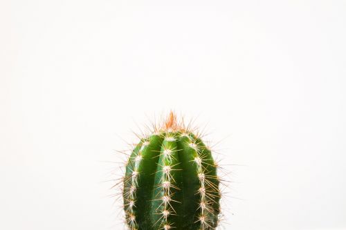 cactus plant thorn