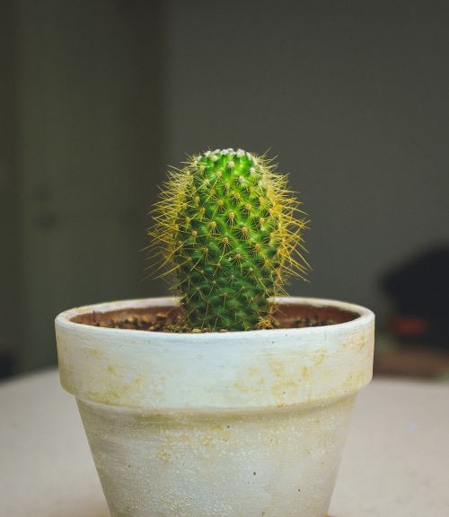 cactus plant thorn