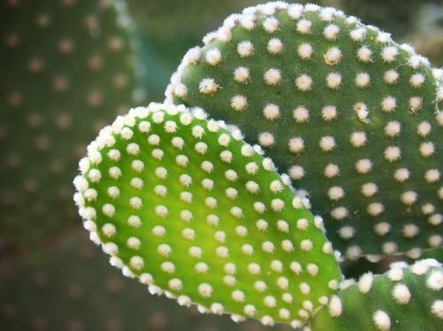 cactus skewers shovels