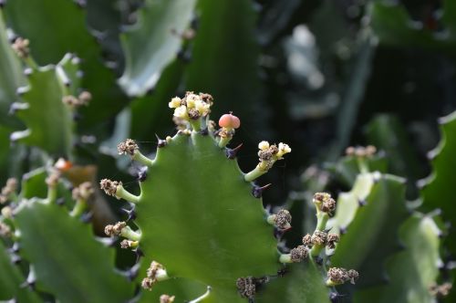 cactus leaves flowers