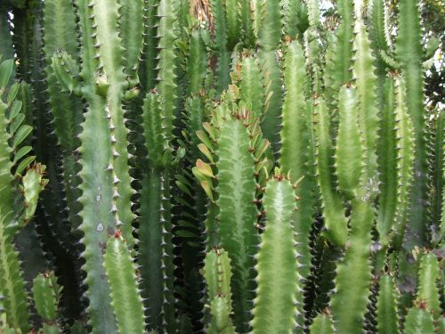 cactus nature thorn