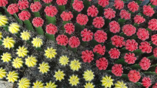 cactus colorful garden