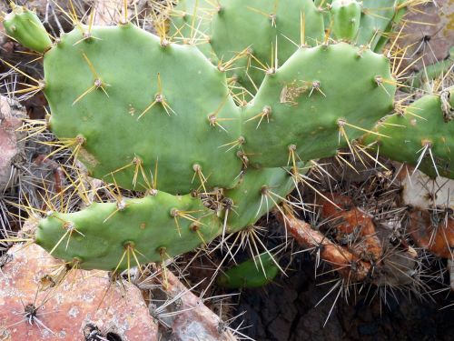 cactus prickly green