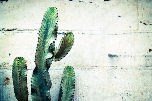 cactus plant thorn