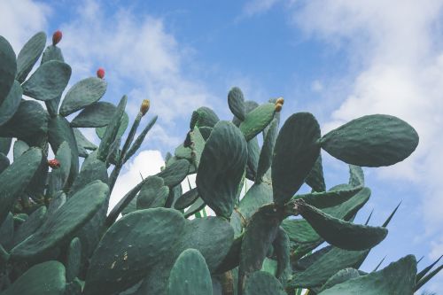 cactus plant thorn