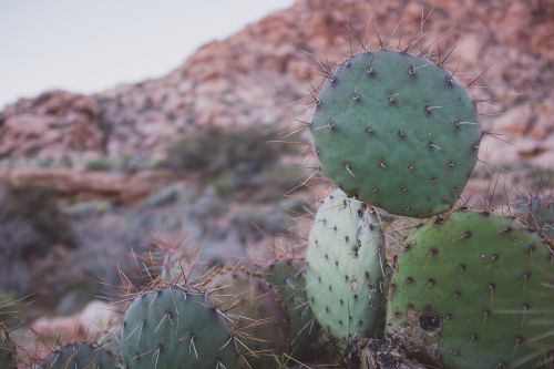 cactus cacti plants