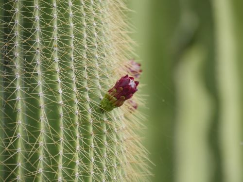 cactus green red