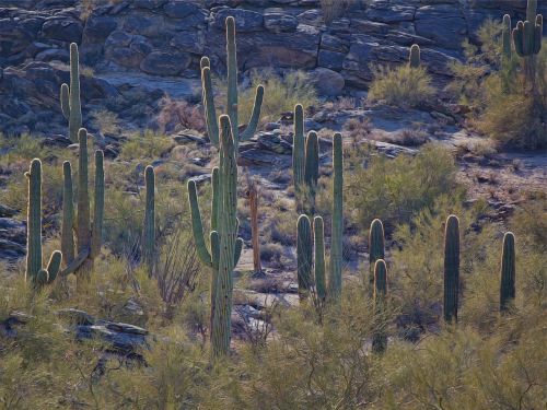 cactus cacti plants