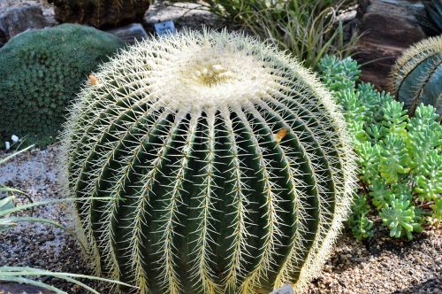 cactus spur green