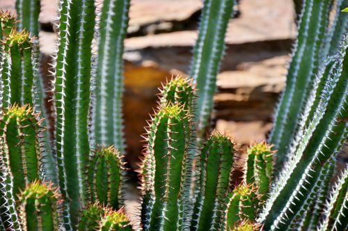 cactus spur green