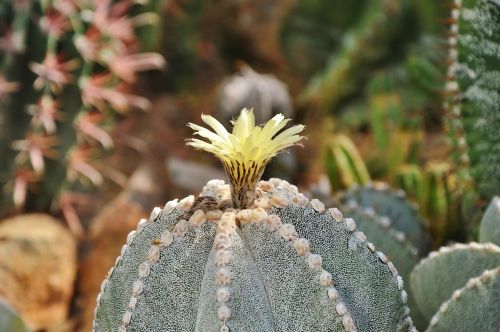 cactus spur blossom