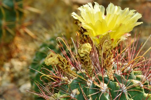 cactus spur blossom