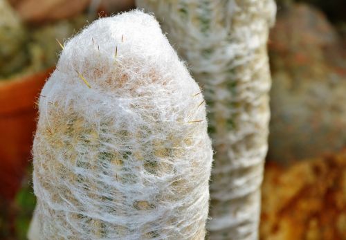 cactus spur green