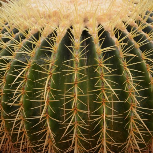 cactus points plant