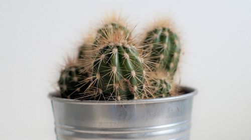 cactus spiky spikes