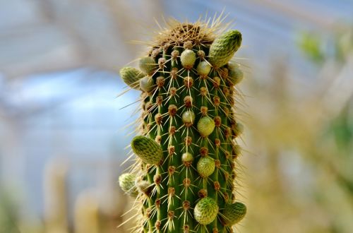 cactus spur green