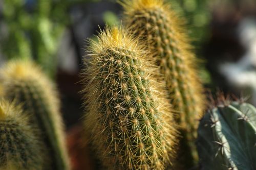 cactus plant green